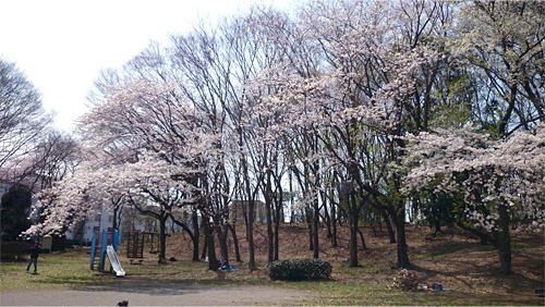 村上緑地公園：桜の広場